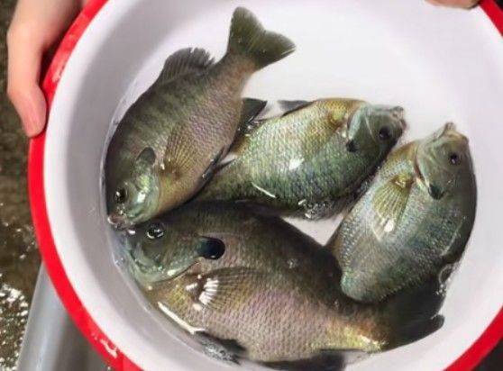 成都多湖钓起“黑耳”怪鱼!专家:是太阳鱼,系入侵物种 勿放生可清蒸或红烧